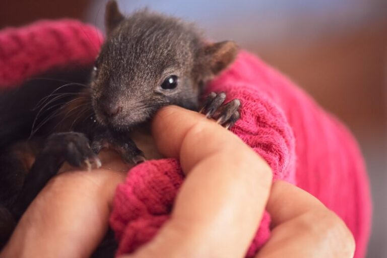 Állatszerető magyarok mentettek meg egy bajor mókusbabát