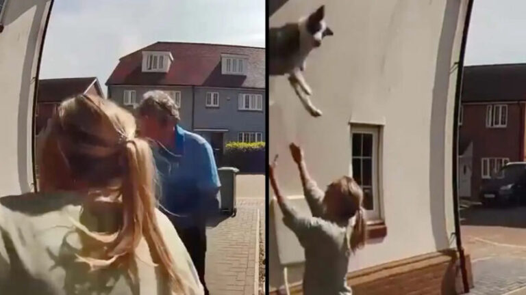 Megmentette az ablakból kizuhanó kutyát a hős nő – VIDEÓ