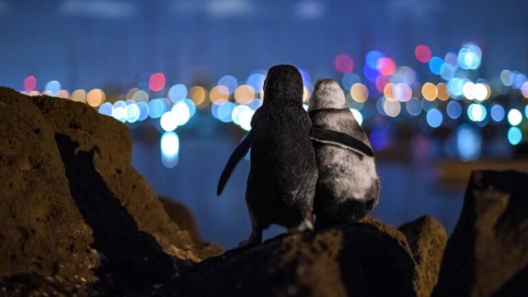 Esténként egymást vigasztalja a két özvegy pingvin, akik elveszítették társukat