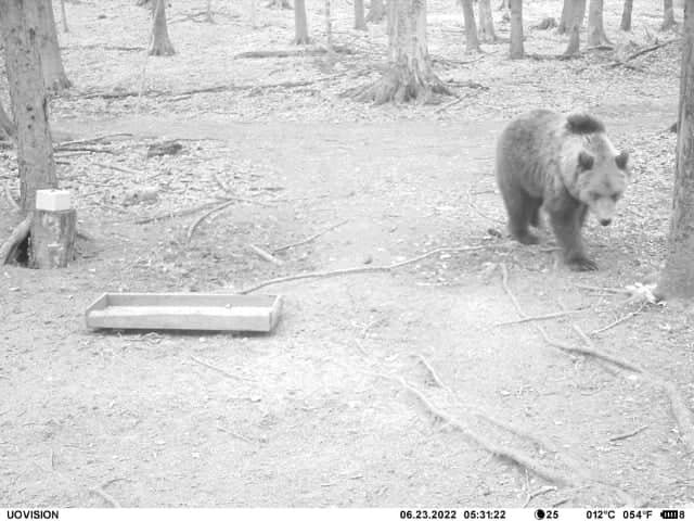 Medvét észleltek a Bükkben – ezt kéri a nemzeti park