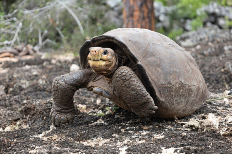 Több mint 100 éve kihaltnak hitt óriásteknőst találtak élve a Galápagos-szigeteken