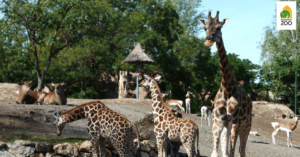 Mozgáskorlátozott gyermekeket lát vendégül a Fővárosi Állatkert