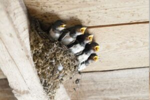 A hőhullám miatt kiugrálnak a kis fecskék a fészkükből – Gyakran a halál vár rájuk a forró betonon