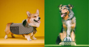 Így néz ki egy félmillió forintos kutyakabát, ha a Gucci tervezi