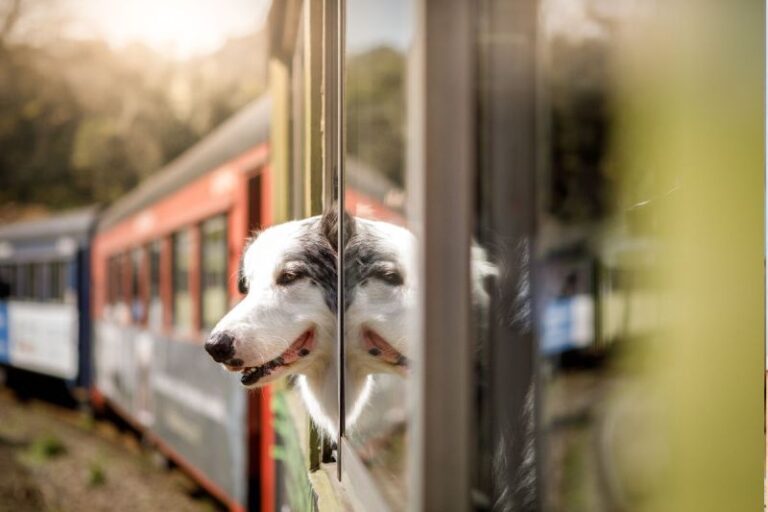 Ebben az országban ingyen vonatozhatsz a kutyáddal a nyáron