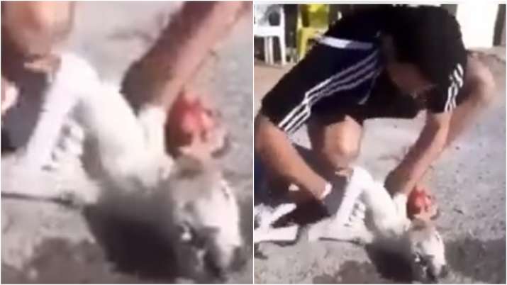 Az utcán élesztett újra egy kutyát, elárasztották az oldalát a köszönettel – VIDEÓ