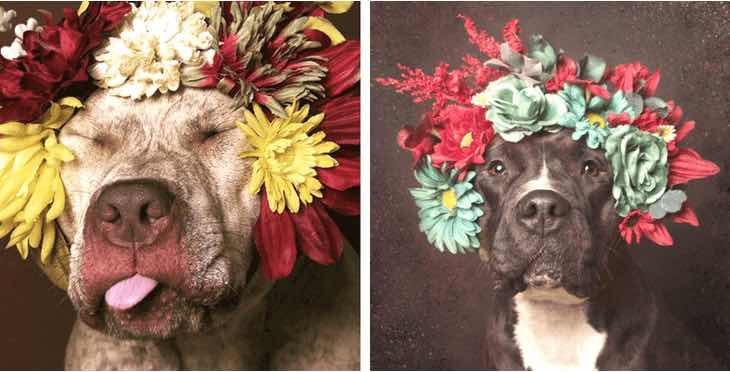 Egy nő virágkoronás pitbullokat fényképez, hogy segítsen nekik gazdit találni