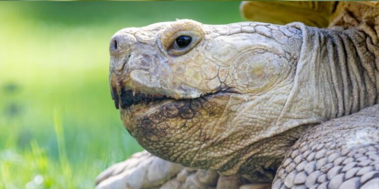 Azt hitték, száz éve kihalt, mégis életben van legalább egy példány ebből teknősfajból