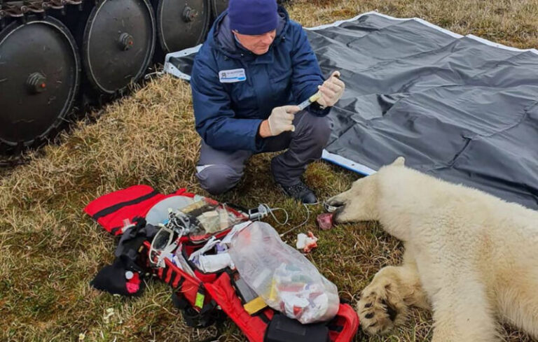 Hamarosan visszatérhet a természetbe a megmentett jegesmedve – VIDEÓ