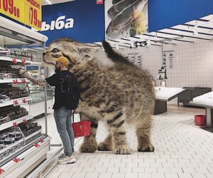 Így nézne ki a világ, ha a macskák hatalmasak lennének