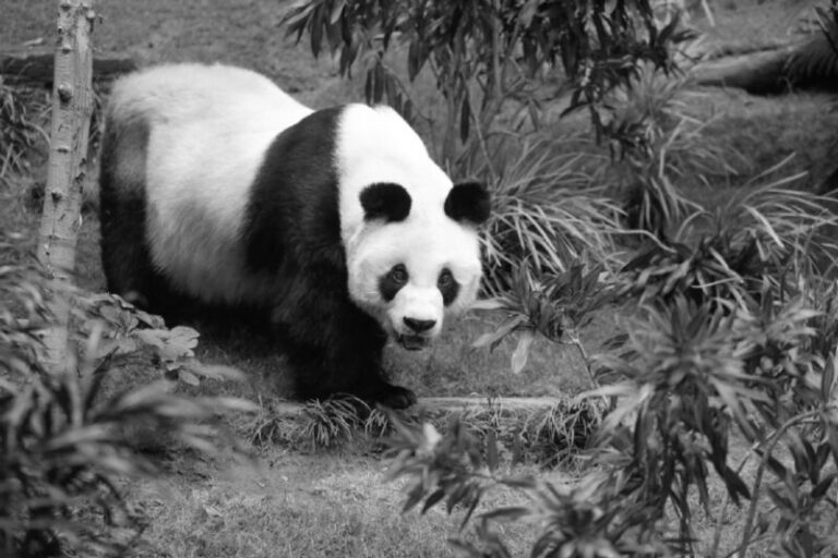 Tragédia: elhunyt a világ legidősebb pandája