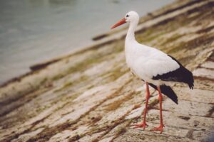 Karcsi, a mentett gólya is gyakran hűsöl a strandon