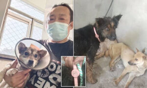 Közel 400 kutyát mentettek meg attól Kínában, hogy nyárson végezzék