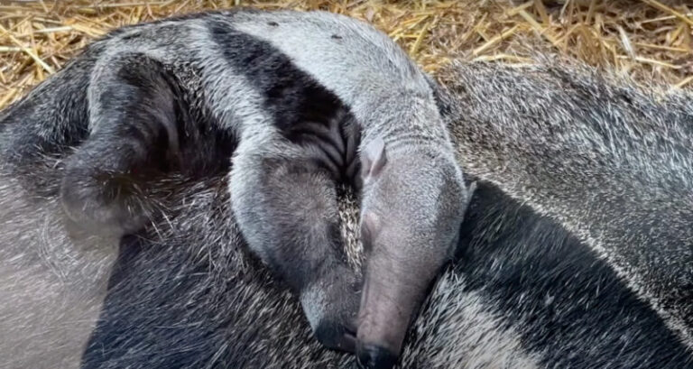 Már édesanyja hátán “lovagol” a Nyíregyházi Állatpark újszülöttje – VIDEÓ