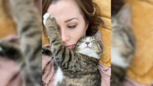 Szívmelengető felvétel arról, hogy egy kis szeretet miként változtatja meg a menhelyi cicát