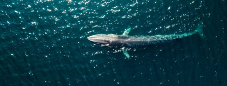 Az antarktiszi uszonyos bálnák visszatértek a kihalás széléről