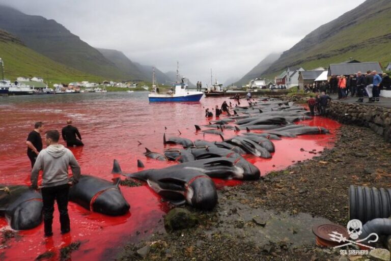 Hiába a tiltakozás: idén is lemészárolják a delfineket a Feröer-szigeteknél
