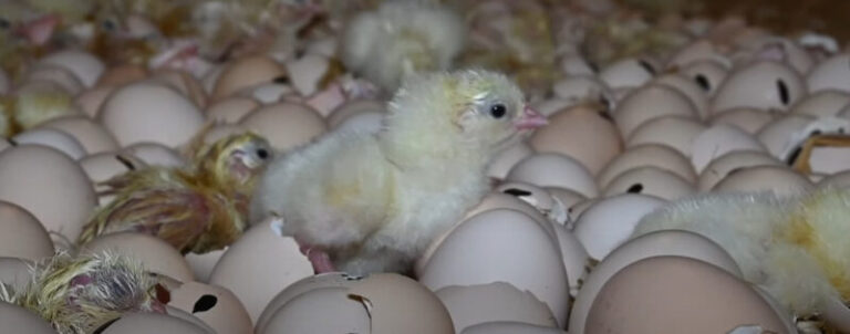 Hetente egymillió csirke hal meg feleslegesen az Egyesült Királyságban, hogy alacsonyan tartsák az árakat