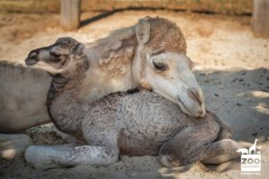 Folytatódik a babyboom a magyar állatkertekben – Extra cuki új lakója van a veszprémi állatkertnek
