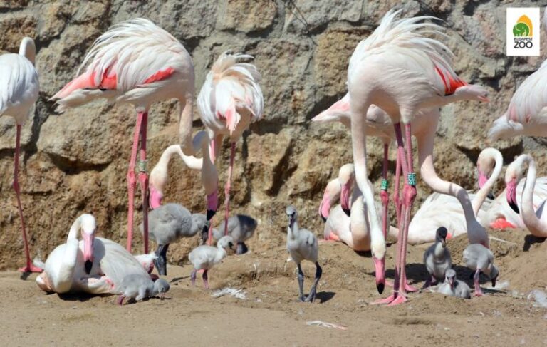 Huszonkét pelyhestollú flamingófiókát csodálhatunk Budapesten