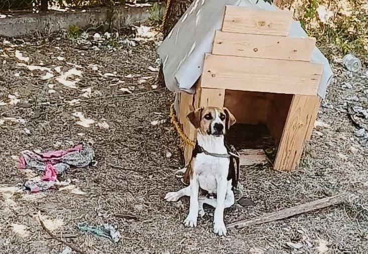 Állatvédők mentették meg az éhező, sebesült, megkötött kiskutyát Nógrádban