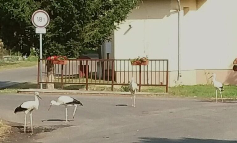 Szívszaggató kép mutatja, hogy mennyire szomjaznak a gólyák Magyarországon a kánikulában