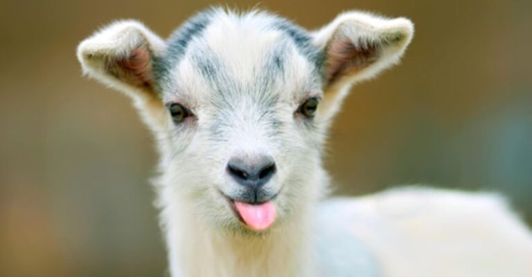 10 hihetetlen kecsketény – Hányat ismertél belőle?