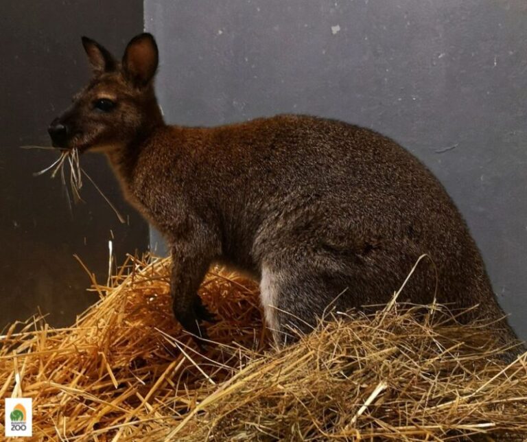 A Fővárosi Állat- és Növénykertben vendégeskedik egy ideig a csepeli kenguru