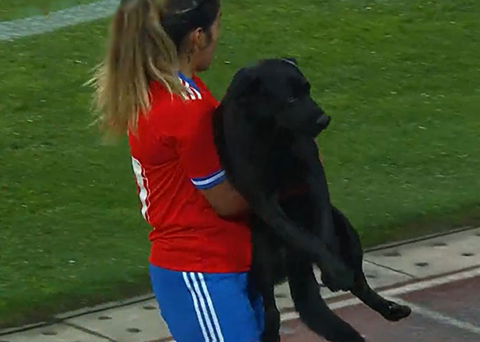 Tündéri kutyus miatt szakad félbe a focimeccs – A játékosok reakciója még aranyosabb
