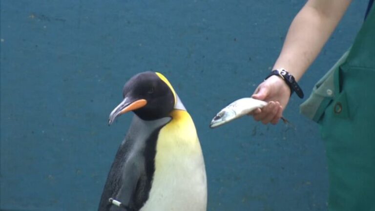 Beütött a válság: Így finnyáskodnak az állatkerti pingvinek, mert olcsóbb halat kapnak a szokásos helyett – videóval