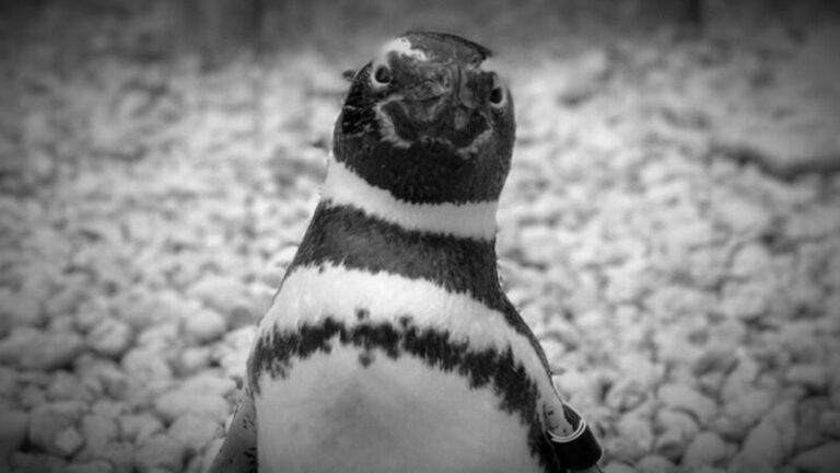 Negyvenéves korában elhunyt a világ egyik legöregebb pingvinje