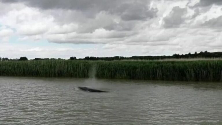 Eltévedt bálnát találtak a Szajnában