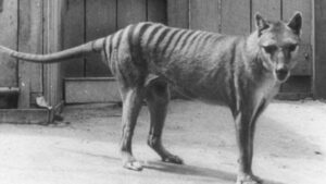 Tudósok egy csoportja “feltámasztaná” a már kihalt tasmán tigrist
