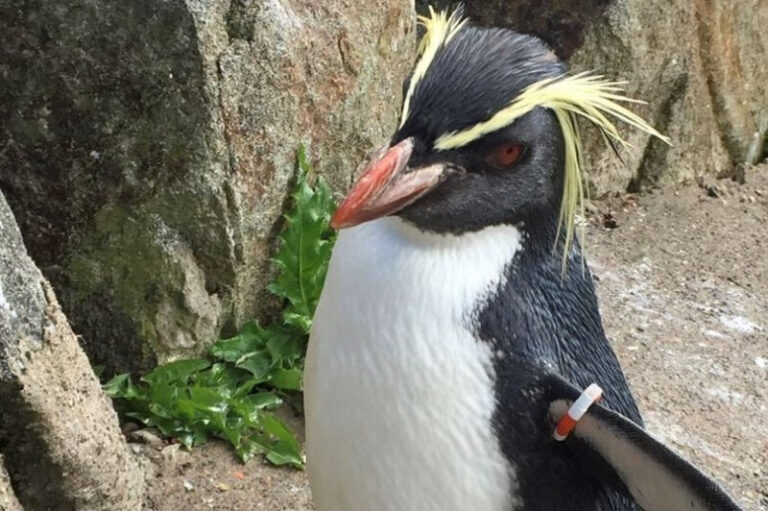 Kóbor róka ölte meg edinburghi állatkert legöregebb, 35 éves pingvinjét