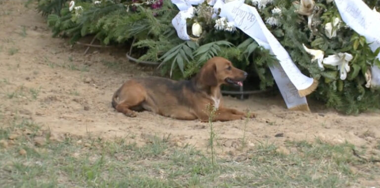 Szívbemarkoló: a temetőben is őrzi gazdáját a gyászoló vámospércsi kutya – VIDEÓ