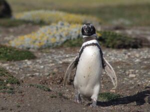 Már hagyomány a San Franciscó-i állatkertben: Nézegessen Ön is aranyosan totyogó pinvineket!