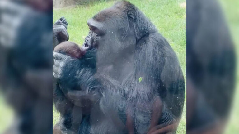 Szívmelengető: öleléseket és hatalmas puszikat adott kicsinyének a gorilla – VIDEÓ