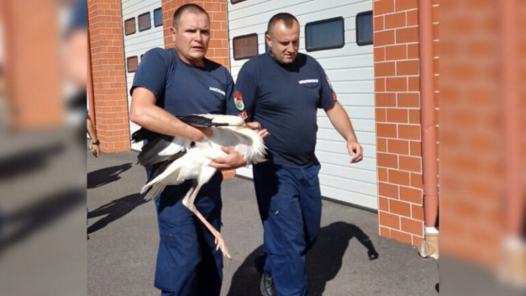 Tűzoltók mentették meg a hozzájuk besétáló sérült gólyát