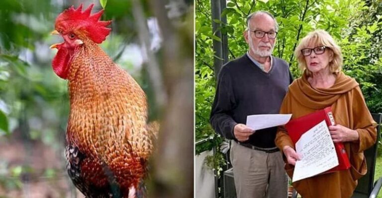 Bíróság elé állítja szomszédait a „naponta 200-szor kukorékoló” kakas miatt a német házaspár