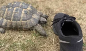 Minden fekete cipőt megtámad a család kedvenc teknőse