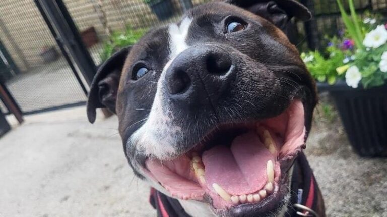 Gazdit keres a világ legszélesebb mosolyával rendelkező kutyája
