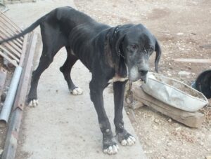 Hihetetlen fájdalmakat élt át az éhező, sebesült kutya mielőtt az állatvédők és a rendőrök megmentették