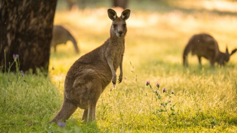 Háziállatként tartott kenguru ölt meg egy ausztrál férfit